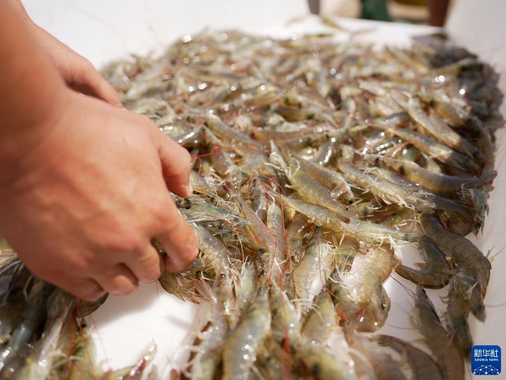 捕鱼达人之深海狩猎单机版下载